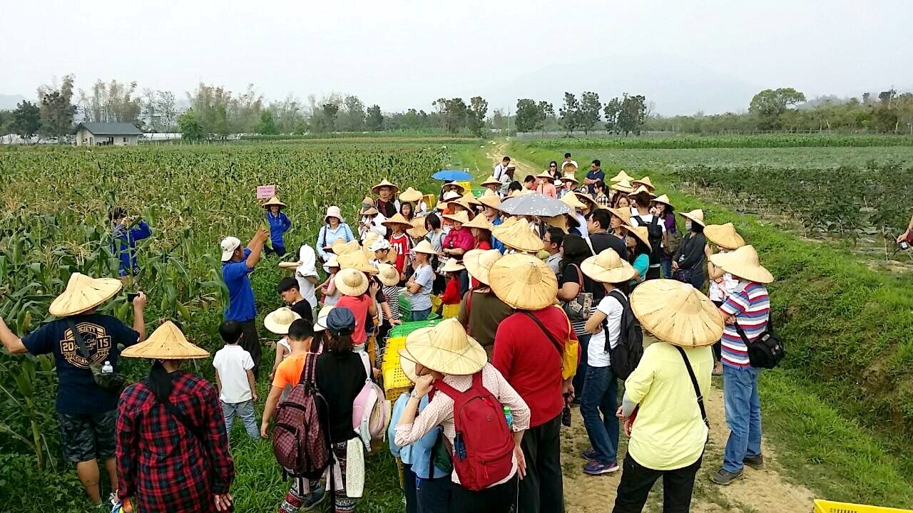 一大群戴斗笠的大人和孩子站在玉米田邊的小路上，圍著導覽人員聽介紹，後方是田野與遠山。