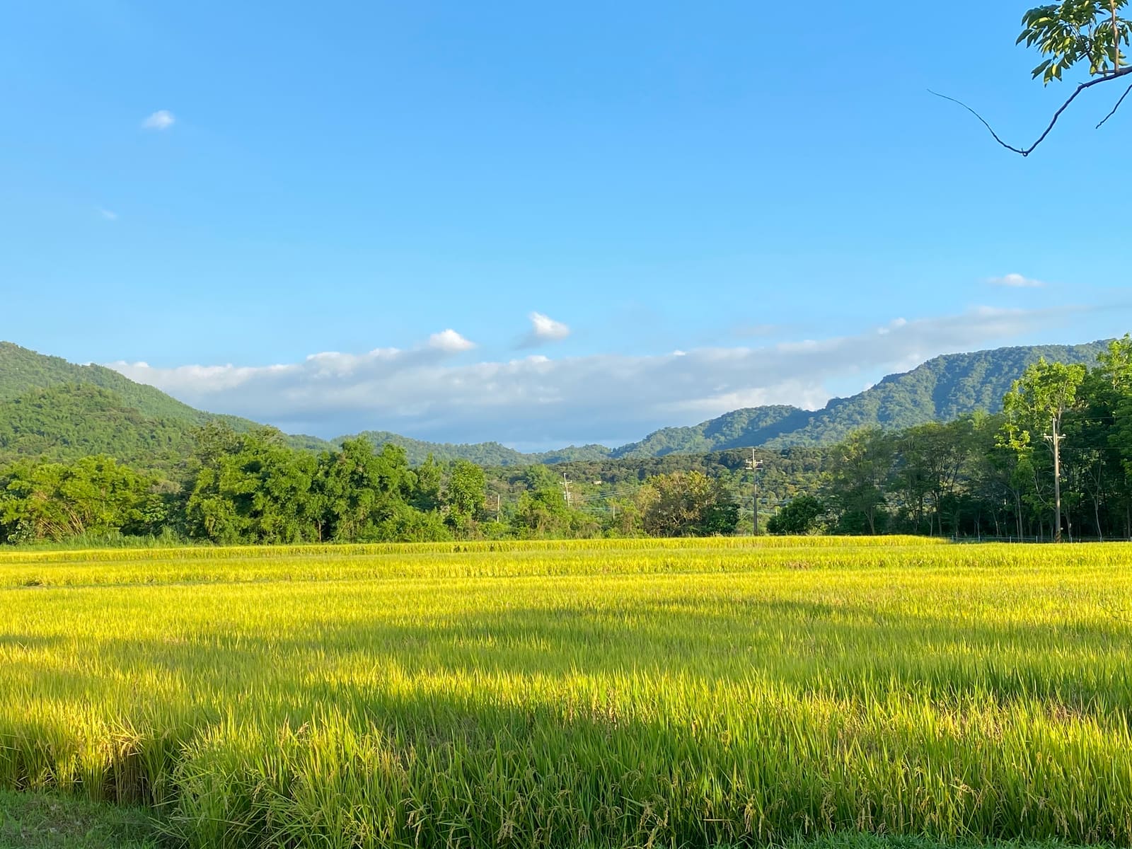 稻穗轉黃的稻田，後面是青山和藍天。