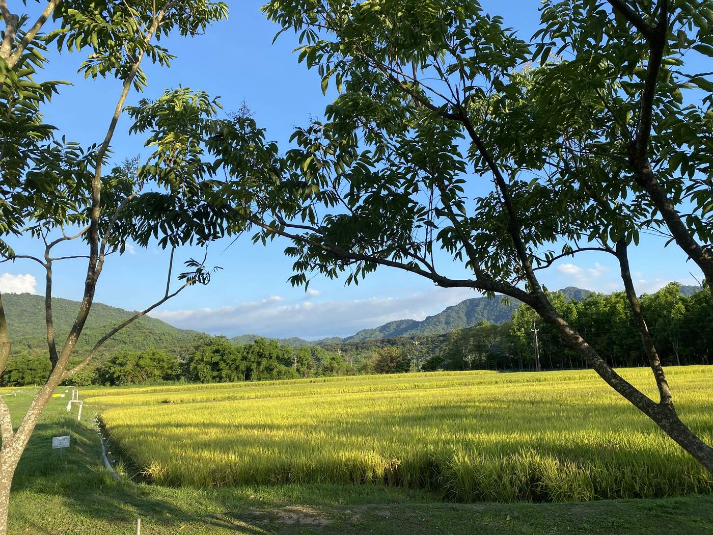 從樹下望出去，一片金黃的稻田，遠方是連綿的山。